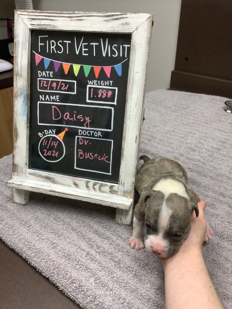 BartelsBusack's tweet photo. Happy Wet Nose Wednesday! #FirstVetVisits #Daisy #Marco #Binx #BraveKids https://t.co/S0Ps41zVhc
