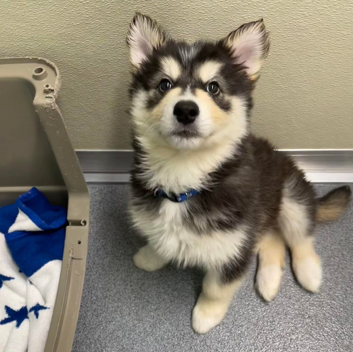 Ho! Ho! Ho! It’s me Clause! I’m the goofball of my litter. I am a smart boy who is always up for a snuggle. I enjoy treats, toys and play! fmspca.ca/adoptable-dogs/ #woof #adoptme