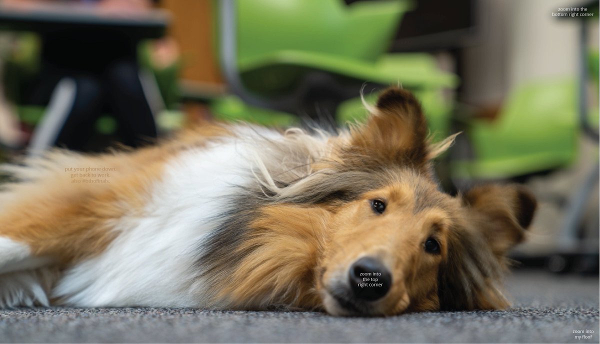 TAMU's tweet photo. Zoom into Miss @Reveille's nose! #BTHOfinals https://t.co/jQmBCon37u