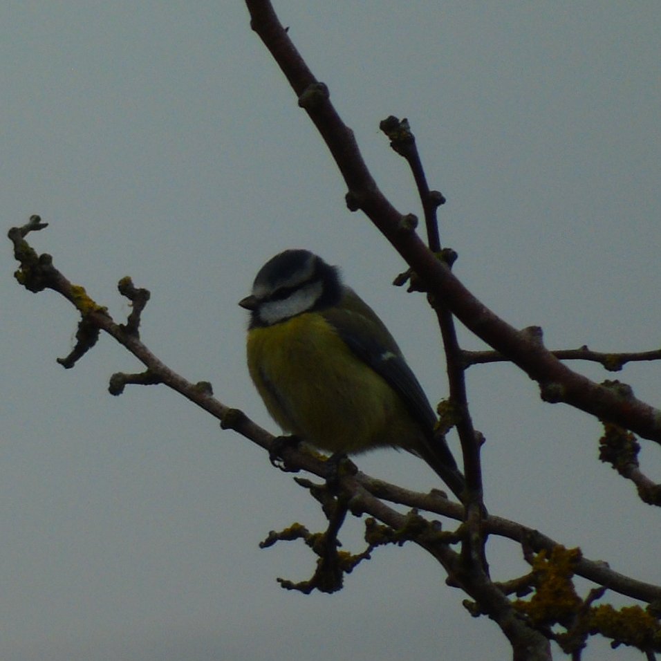 OareMarshes's tweet photo. OareMarshes #MyPatch (PM) today. A short walk road to sluice, going past East hide. Noted 26 species inc. #LTT #BTit #Dunnock #Redwing #Greenfinch #Goldie #Chaffinch #Wren #GWoodpecker #Stonechat #Cetti #Kingfisher (a male).Passing visitor commented, 'Not much about'. Hmmmm!!! https://t.co/TcAv0ULm0N