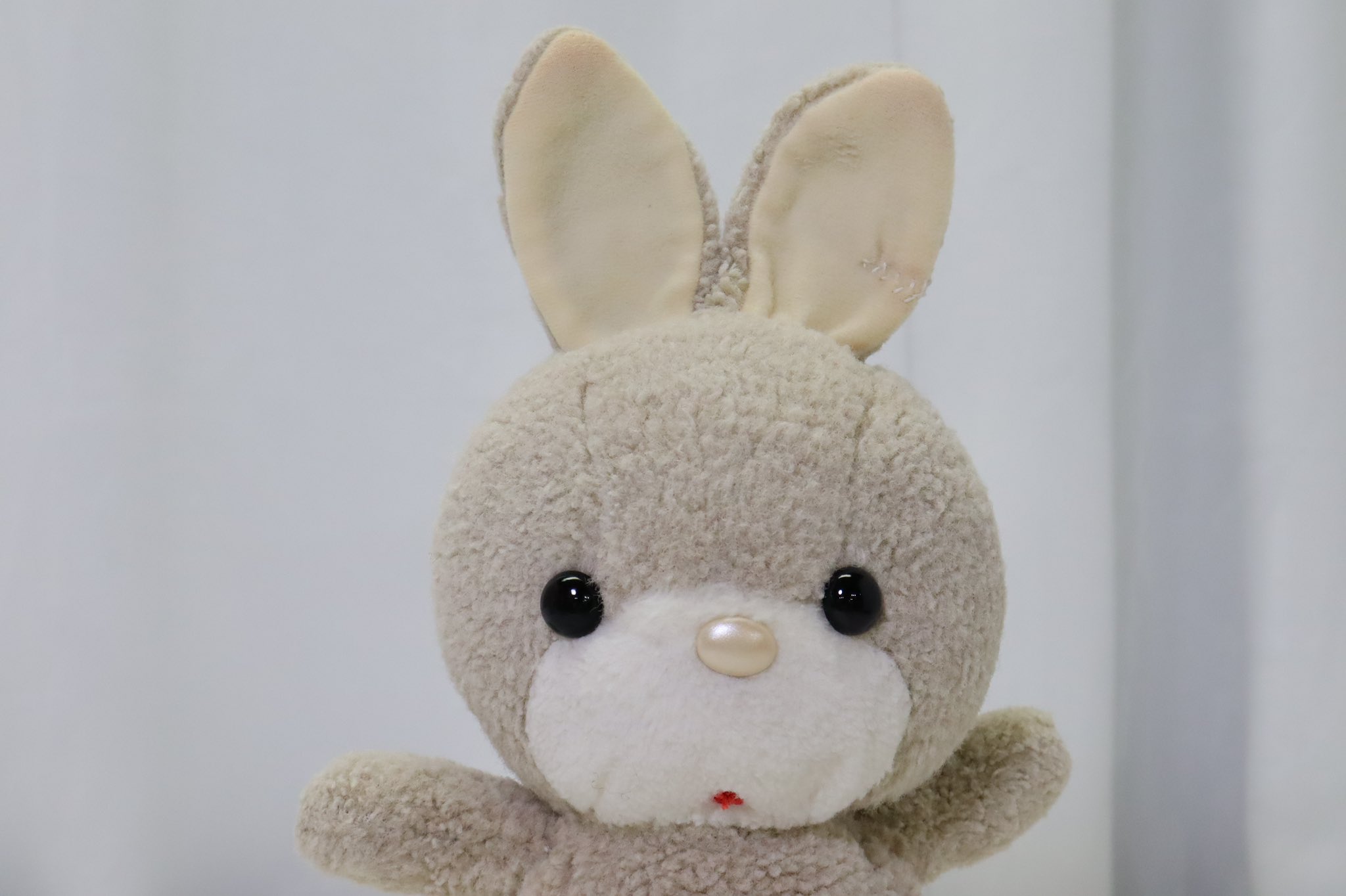 しろいるか 近所のゴミ捨て場にいた うさこ と偶然出会い 27年 本日たまたま吉徳様 Yoshitoku Plush を見つけ 感謝の気持ちをお伝えしたく 今年 ぬいぐるみ病院に入院し 元気になったうちのうさこです ずっと仲良しの世界一可愛い親友を生んで