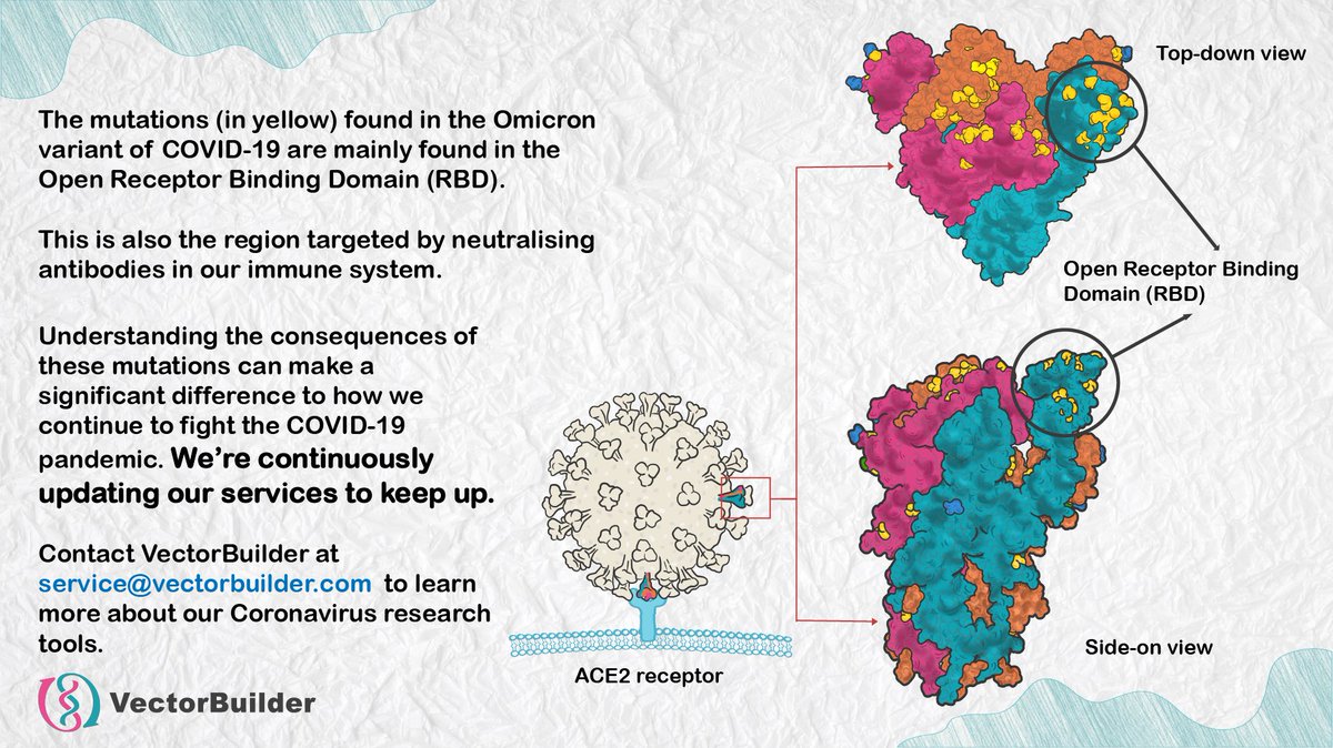 VectorBuilder's tweet photo. Here at #VectorBuilder, we take pride in our on-going contribution to #COVID19 research. The current #Omicron #variant is no exception. We are actively updating our services to offer the Omicron variant of #pseudotyped #lenti #virus. Get in touch for more details and #StaySafe. https://t.co/5hHkIxwhiL