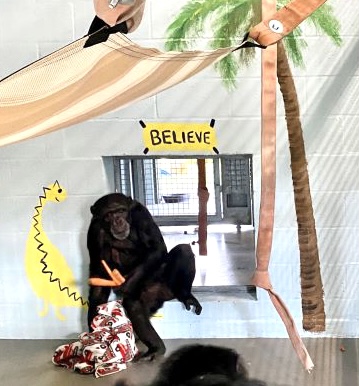 napsaprimates's tweet photo. 8 rescued chimps have found a new home at @CFGA . How appropriate that this chimp’s new room is inspired by @TedLasso! Thank you for helping us #believe, and for helping us find homes for the 18 #ChimpsInNeed that remain. https://t.co/vFUGnqSY4g https://t.co/vOHcAEduD8