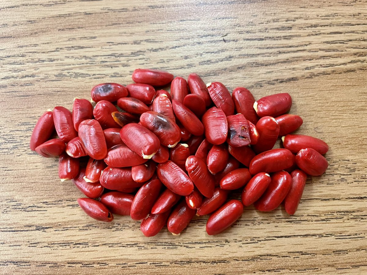 andrewkearns64's tweet photo. What does an #APStatistics and #botany teacher do while students take an assessment? Scarify Guaiacum sanctum (lignumvitae) seeds to sow for another experiment! Just #MakingStatsReal ππΏ#mast2122 @FairchildGarden @TheStatsMedic @AP_Trevor @CollegeBoard @APforStudents @MDCPSMath https://t.co/kTbFcF6l90