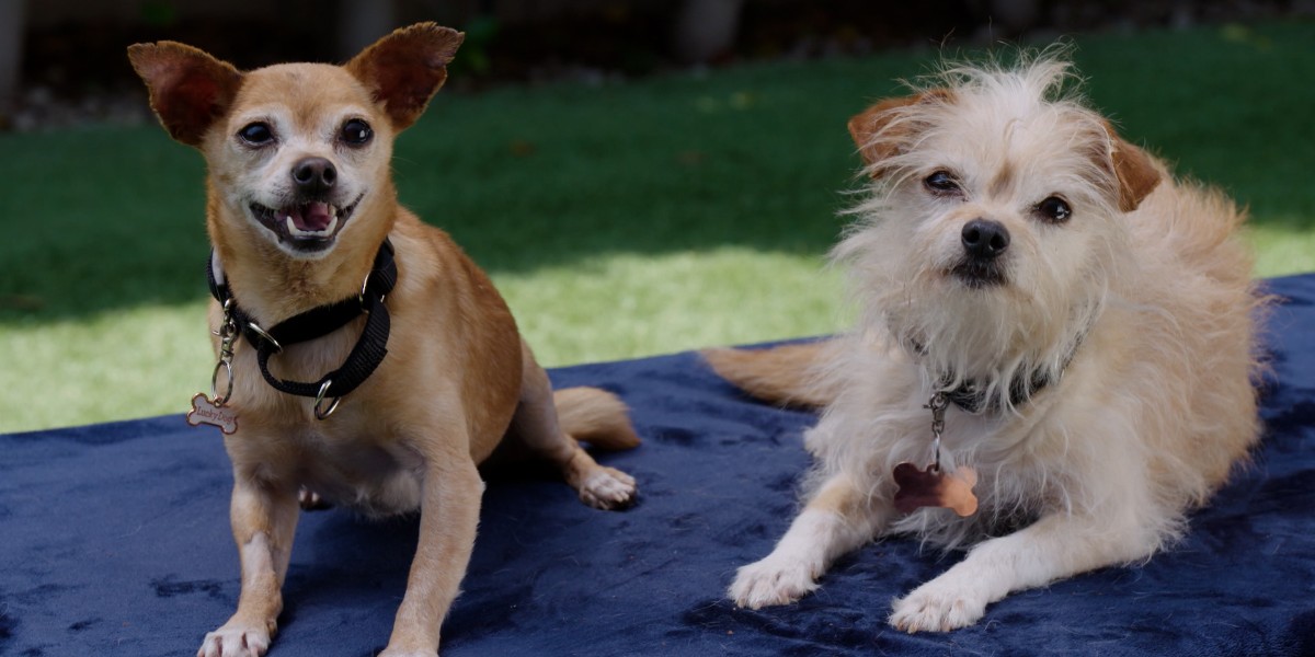 RT @CBSLuckyDog: This week have have not one, but two Lucky Dogs of the Week! Meet Sydney and Thor! #LuckyDog https://t.co/kRaGTGZrvY