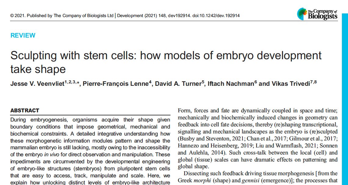 jesse veenvliet @jesseveenvliet.bsky.social (@jvveenvliet) on Twitter photo Very happy to have this one out in <a href="/Dev_journal/">Development</a>! How can models of embryo development teach us how mammalian embryos take shape? doi.org/10.1242/dev.19…. First <a href="/teamstembryo/">teamstembryo</a> <a href="/mpicbg/">MPI-CBG Dresden</a> Review, together w/ <a href="/Equipe_lenne/">Lenne Lab</a> <a href="/da40cambs/">David Turner</a> <a href="/IftachN/">Iftach Nachman</a> <a href="/viktri08/">Vikas Trivedi</a>. #stembryo #gastruloids 🧵 (1/7) Very happy to have this one out in <a href="/Dev_journal/">Development</a>! How can models of embryo development teach us how mammalian embryos take shape? doi.org/10.1242/dev.19…. First <a href="/teamstembryo/">teamstembryo</a> <a href="/mpicbg/">MPI-CBG Dresden</a> Review, together w/ <a href="/Equipe_lenne/">Lenne Lab</a> <a href="/da40cambs/">David Turner</a> <a href="/IftachN/">Iftach Nachman</a> <a href="/viktri08/">Vikas Trivedi</a>. #stembryo #gastruloids 🧵 (1/7)