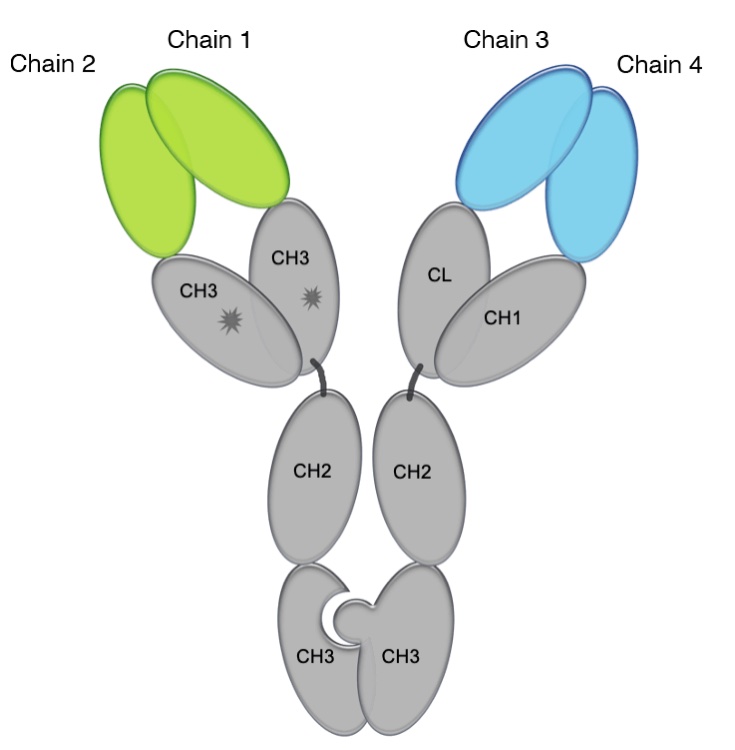 DBash_Solutions's tweet image. Do you have a strong biochemistry background? Experience working with antibodies? How about experience in display techniques (phage, antibody, yeast) OR a wish to learn these techniques? Reach out if this sounds like you! #Science #biochemistry #biopharmaceutical #ScienceJobs