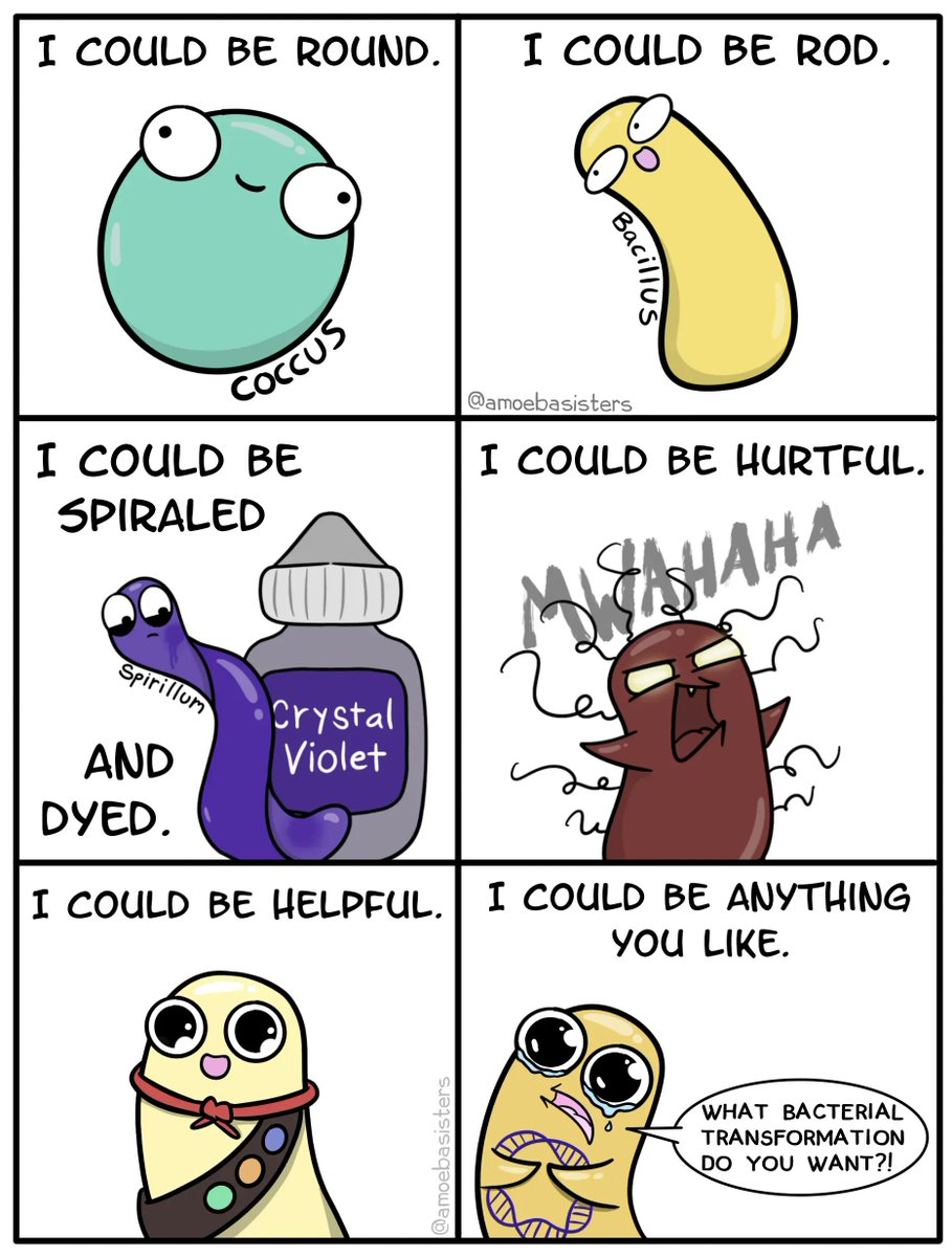 Find bacteria fascinating? You may also love our most recent <a href="/YouTube/">YouTube</a> short!! 
🎉🧫▶️ youtu.be/WfzehZx3yWI

#scicomm #sciencetwitter #bacteria #biology #shorts