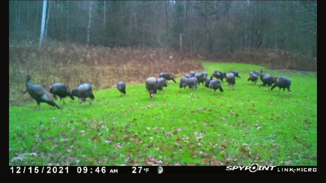 Fall turkey season is over. It's safe to come out now!🤷🏻‍♂️