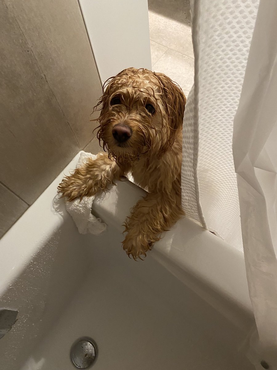 Scorpio_Karen18's tweet photo. Peeps, I am starting to think that Max is a bit of a pervert. Iβve never seen a dog just sit and stare like this, even when getting soaked! πππ
#spoliedpuppy https://t.co/j9x1wbysNU