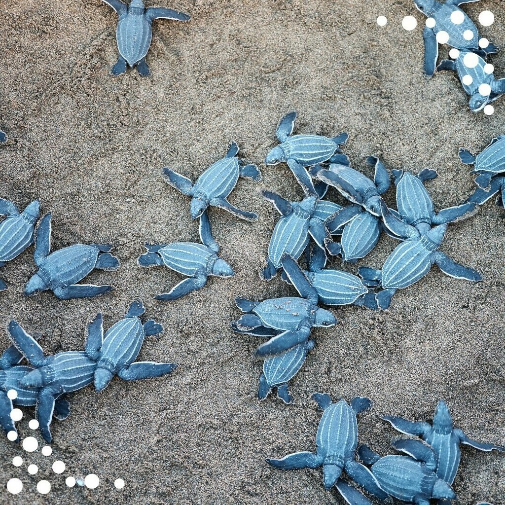 Freepackers's tweet image. Au Costa Rica, vous aurez le choix de découvrir la vie au cœur de la jungle ou d’être en immersion auprès de la communauté locale.🇨🇷

Avec nos projets environnementaux et de protection des tortues, vous vivrez aux côtés de passionnés de la nature, au cœu… instagr.am/p/CXgtiY5op7Z/