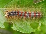 All indicators are that southern #ontario woodlot owners will once again be ravaged buy #invasive #LDDmoth #gypsymoth in 2022.  In most cases, aerial treatment is most effective &amp; economical.  Enrollment at ocfdc.com