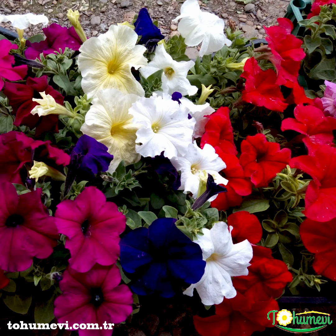 tohumevi's tweet photo. 🌺Ür��n Adı: Petunia grandiflora İri Çiçekli Karışık renkli Petunya
🌱Tohum Adeti: 100
💵Fiyatı: 6 TL
💸Kapıda ödeme seçeneği
100 Tl Üzeri Ücretsiz Kargo
☎️Sipariş Hattı Whatsapp: 0 (542) 214 79 29 https://t.co/dwpg2nR6vi