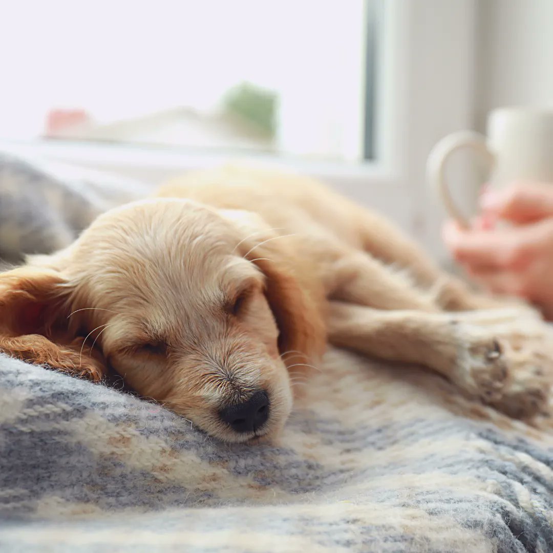 Urine Off Pet Products tweet media