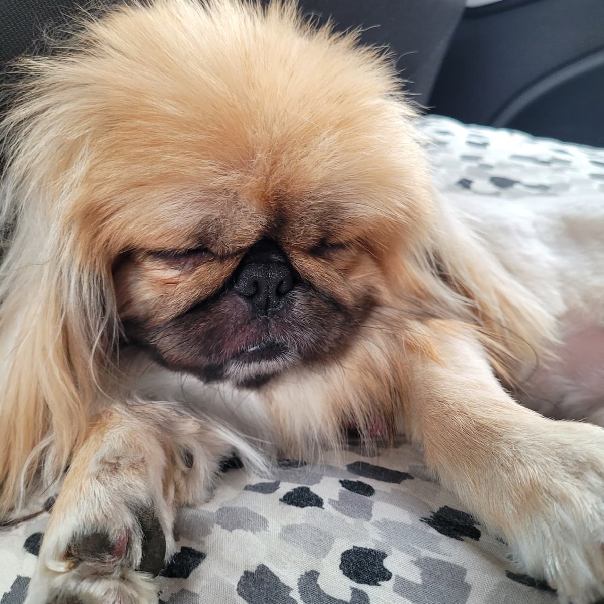 Ra_Melow's tweet photo. My pup sleeping like a boss on a road trip https://t.co/STMoa92Jfl