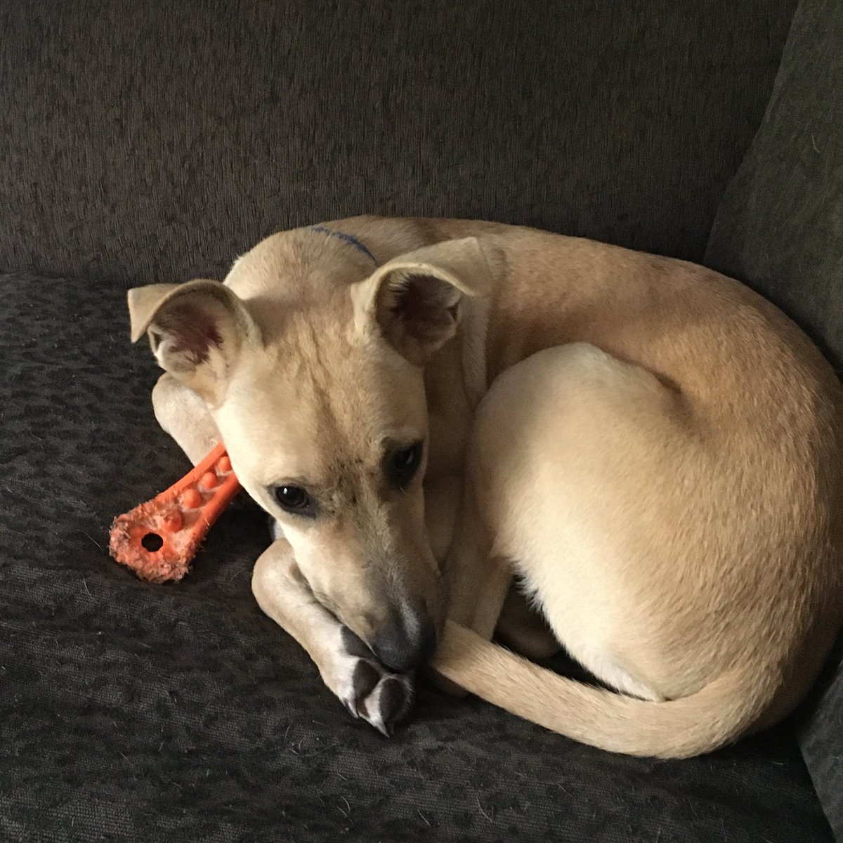 SitWithMeRescue's tweet photo. Today and everyday we are grateful for the people that choose to donate to us. We couldn't do what we do without you! Thank you for saving lives with us! Jagger says thanks! <3 #PartOfOurFamily #Rescue #Community #Ottawa https://t.co/aELUTa1ylg