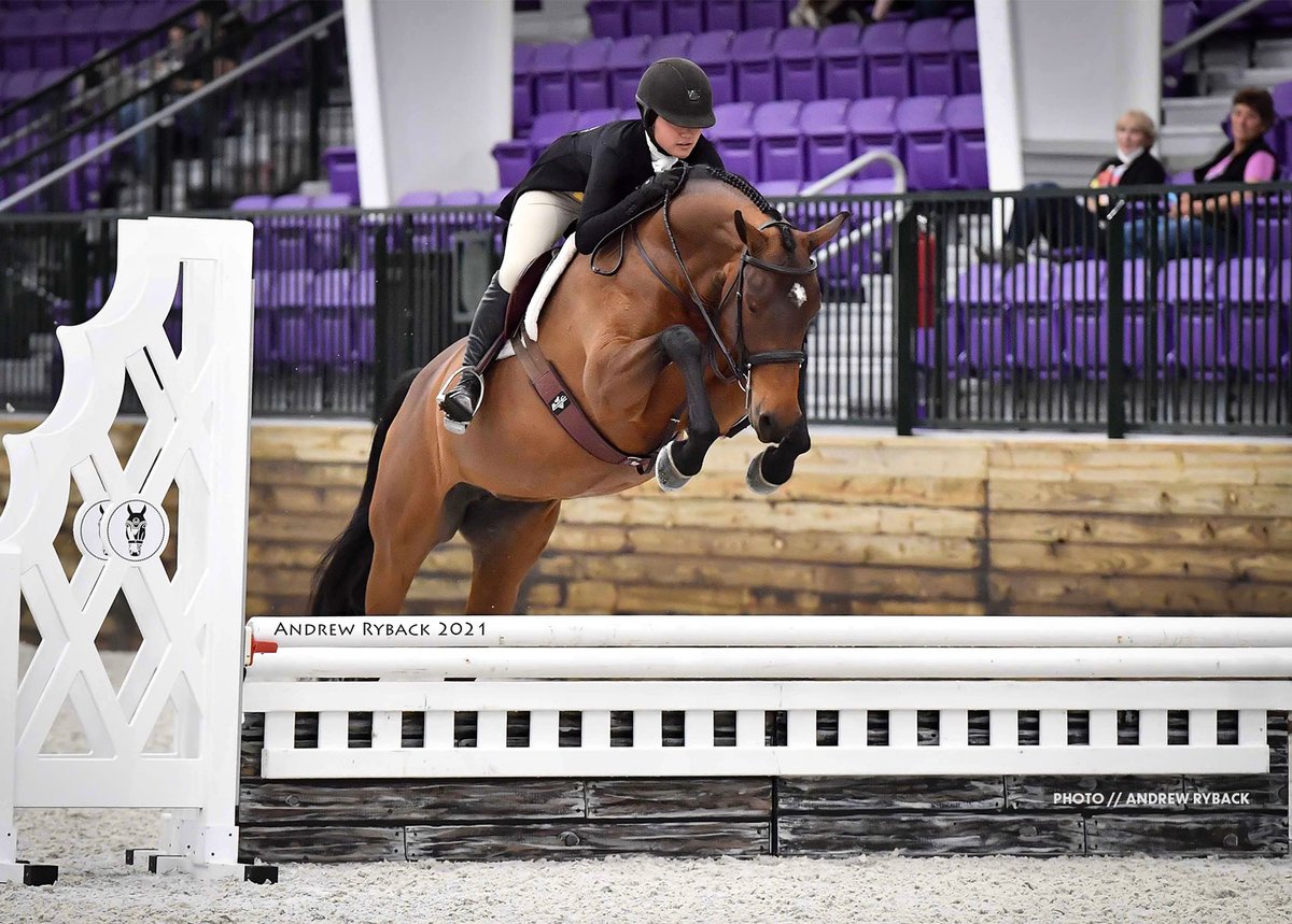 Beautiful Small Junior candidate from Olive Hill Sporthorses in KY. Light, lovely &amp; elegant with a clearly ridiculous jump. Winter Circuit ready &amp; eligible 3'/3'3" Green for 2022:

LANCOME
2016 16h Dutch Warmblood Mare, Douglas VDL x Caretino
Video at j.mp/oliveHill