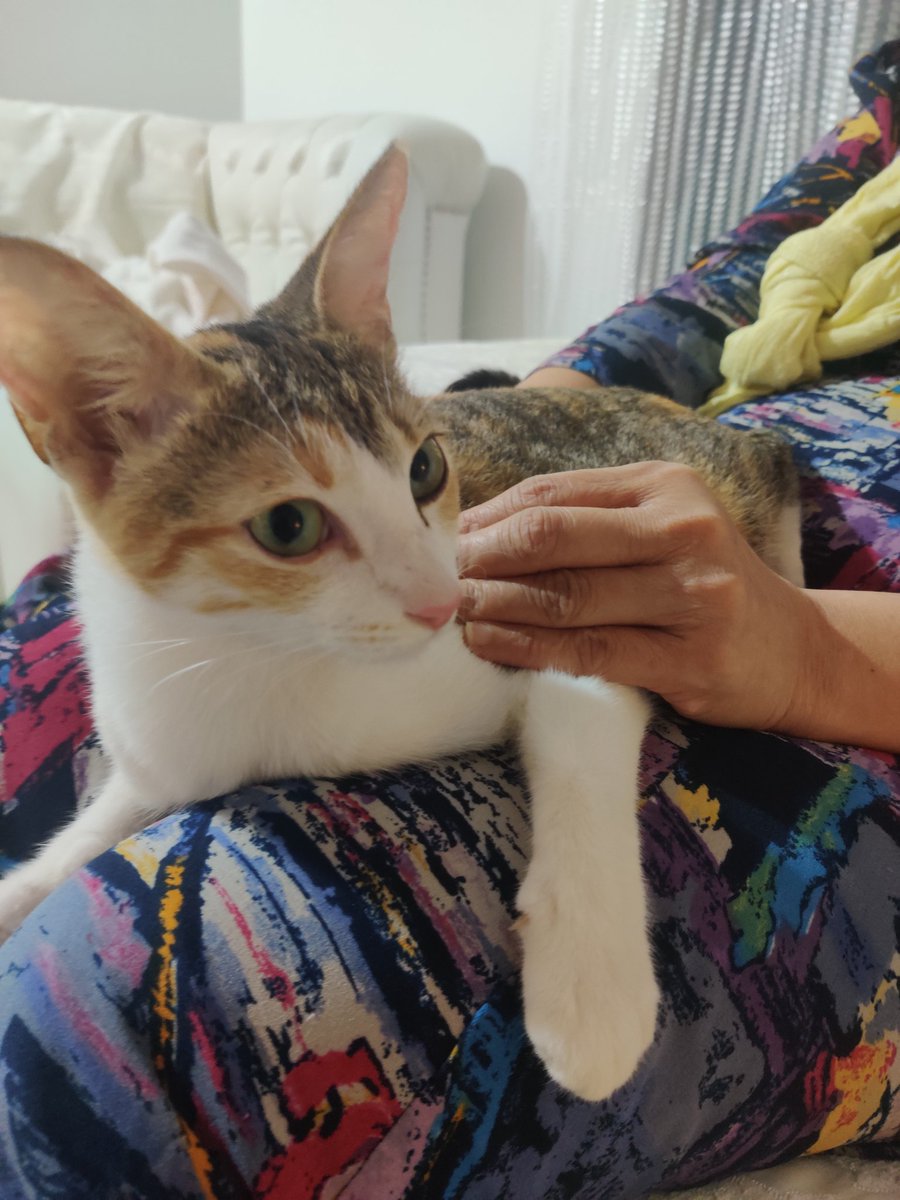 DatFelineFemale's tweet photo. Hold me back mama else imma attack Janice!! I hate Janice! #CatsOfTwitter #Janice #Evil #cat #cutie https://t.co/VdIv7vCxyj