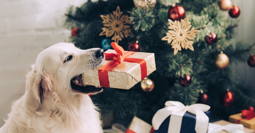 LovingPaws2005's tweet photo. 5 Ways to Get Your Dog Involved in Festivities This Christmas https://t.co/i5SPVwkInH https://t.co/s6hNjVIFck