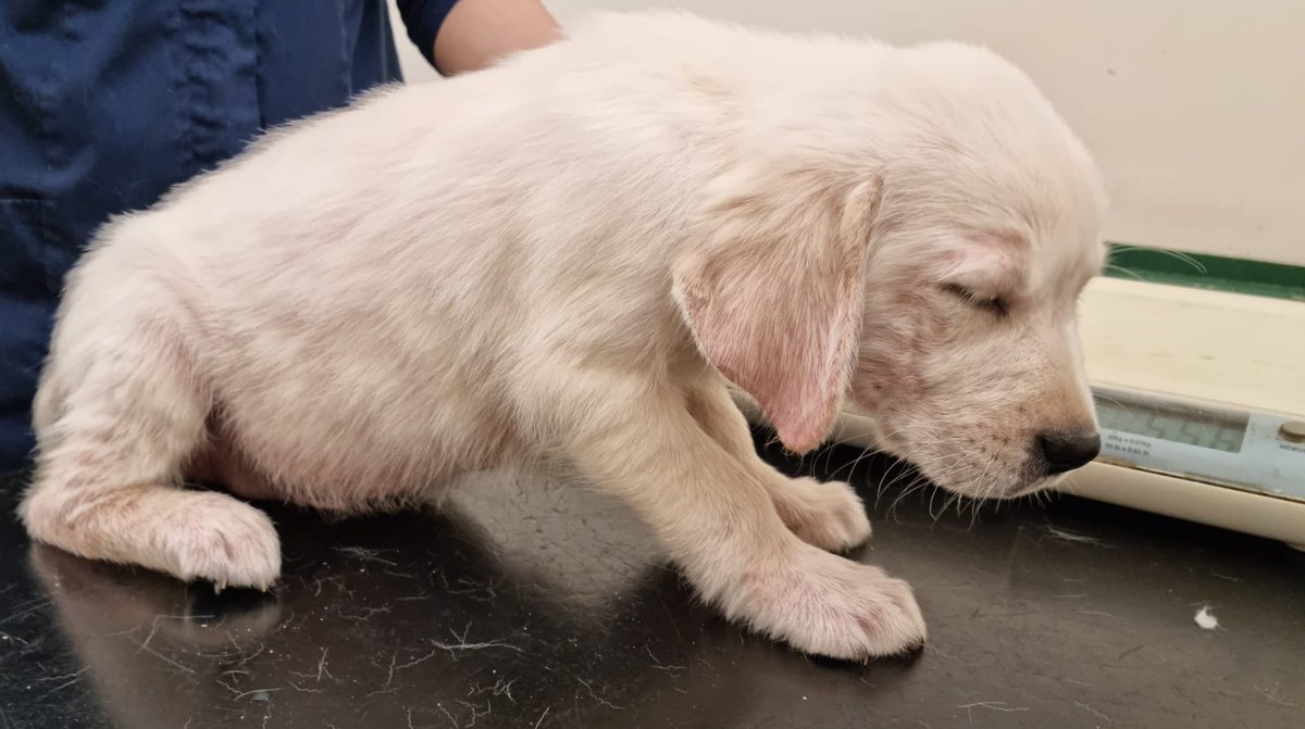 Today with <a href="/LBofHounslow/">Hounslow Council</a> we had concerns for the welfare of dogs 🐾. The dogs were seized and will receive the medical treatment needed 🏥

Again in #hanworth this is another example of the low welfare trade and how criminals seek to profit from the misery of others 🚓