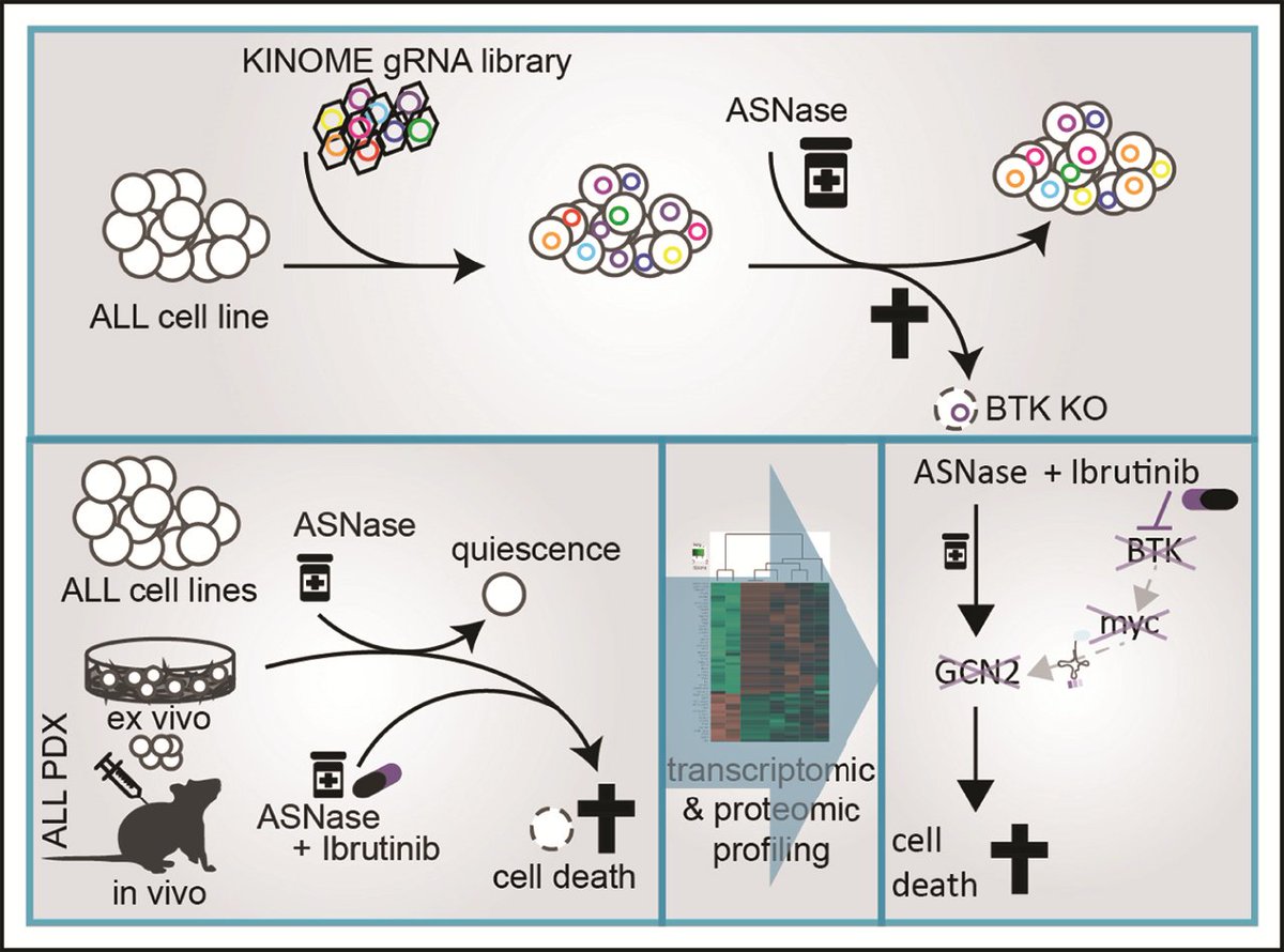 BTK inhibition sensitizes acute lymphoblastic leukemia to asparaginase by suppressing the amino acid response pathway loom.ly/TwTrldU #ALL