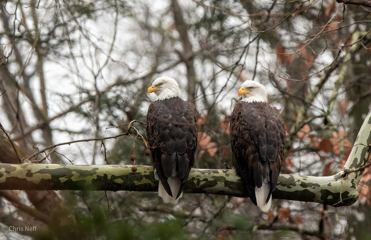 cneff's tweet photo. A pair of beautiful Bald Eagles  

Does not matter how many times I see one, I'm always humbled 

#eagle #birdwatching #birds @NikonUSA https://t.co/JlsXTfHETv