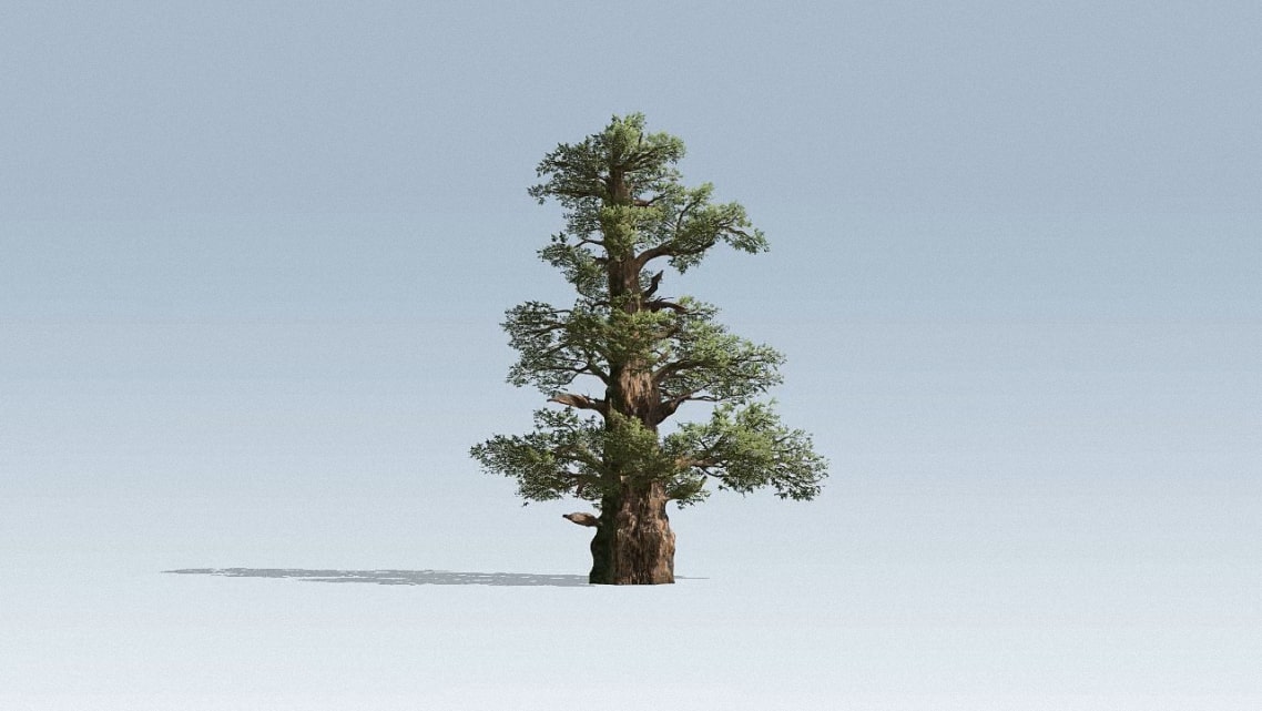 nemowomen's tweet photo. #Juniperus Occidentalis 3d. Можжевельник западный (или можжевельник Сьерра) обычно растет на каменистой местности, где меньше конкуренции со стороны других крупных хвойных пород https://t.co/gOAw9nCjs8 https://t.co/nO8rgJ2eJr