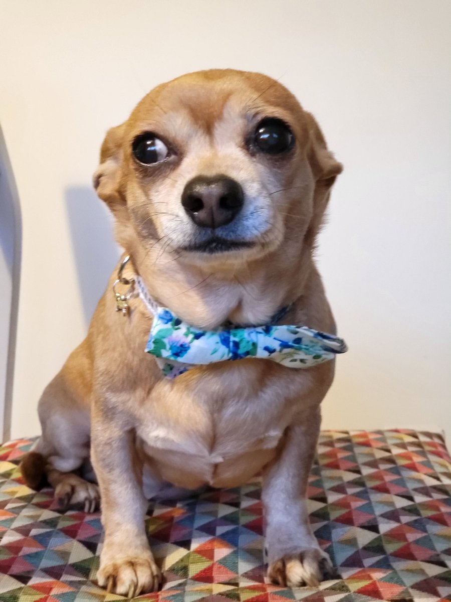 Pixie_popcorn's tweet image. It's been a very long time since mummy has allowed me to post. I'm so happy to be back! #mexicanhotdog #chiweenie #cutepup #dogmodel #DogsofTwittter #petsupplies #designerdog #custompet #puppylove #returningtotwitter #SBS