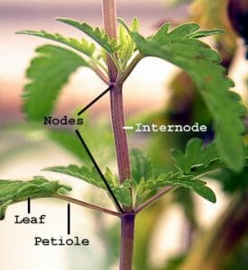 HobbyistPlant's tweet photo. It's time for word of the week Wednesday!

Petiole:

"The petiole is the stalk that supports a leaf and attaches it to the stem. It's often called the stem, but the stem is the part of the plant that serves as the main source of support and produces nodes and roots." https://t.co/iFY60IfJho