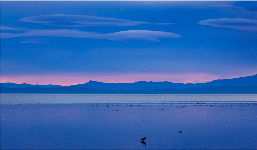 shermarie2024's tweet photo. Delta, BC, 25 Sept 2021. Shore birds on the tidal flats near the proposed site of a new container terminal. Members of the Lummi Nation and other Native groups in the area fear the project could pose a serious threat to their fishing waters #damonwinter @nytimes #YearInPictures https://t.co/oXBsIinXsv