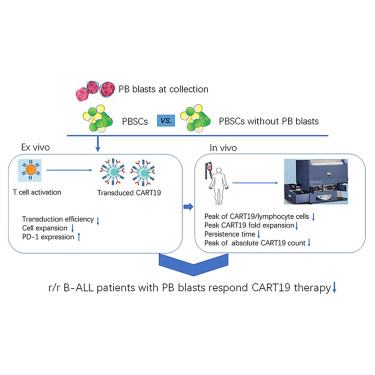 MolTherapy's tweet photo. Peripheral #leukemia burden at time of apheresis negatively affects the clinical efficacy of #CART19 in refractory or relapsed B-ALL, Chinese researchers reported in @MolTherapy Methods &amp; Clinical Development (#MTM). https://t.co/uDXiwfG0GG https://t.co/0xHRbfgtTa