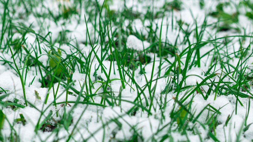 Whether you measure your annual snowfall in feet or inches, <a href="/BuySodTurf/">Buy Sod/SodStar</a> has some good general practices to follow to help your turf recover from cold weather and continue to thrive: buysod.com/snow-and-turfg…

<a href="/StevebBuySod/">Steven Barnes</a> <a href="/BuySodLeggett/">Buy Sod Leggett Farm</a> <a href="/BuySodAndy/">APVolsInTurf Alumni</a> <a href="/ClayGoodgine/">Clay Goodgine</a> #Ad