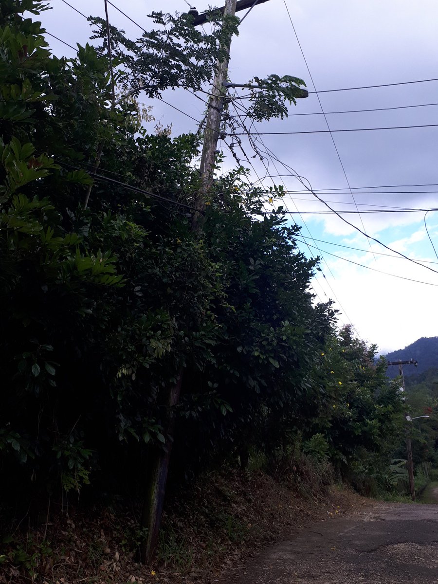 yevad_'s tweet photo. @myJPSonline these power lines require immediate attention, the lines are too low, need to be cleared and raised. If yuh ever try to cut that banana yuh might get shock.
The neighbors have reported this and there has no response. @ Joyce and Lyn Road, Golden Spring. https://t.co/uup8q5zbhp