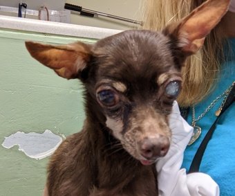 lichirescue's tweet photo. Two cuties waiting for you at #NYCACC #adoptme #adoptdontshop #Chihuahua  #fosteringsaveslives https://t.co/NFEik8s2rS