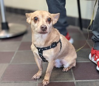 lichirescue's tweet photo. Two cuties waiting for you at #NYCACC #adoptme #adoptdontshop #Chihuahua  #fosteringsaveslives https://t.co/NFEik8s2rS