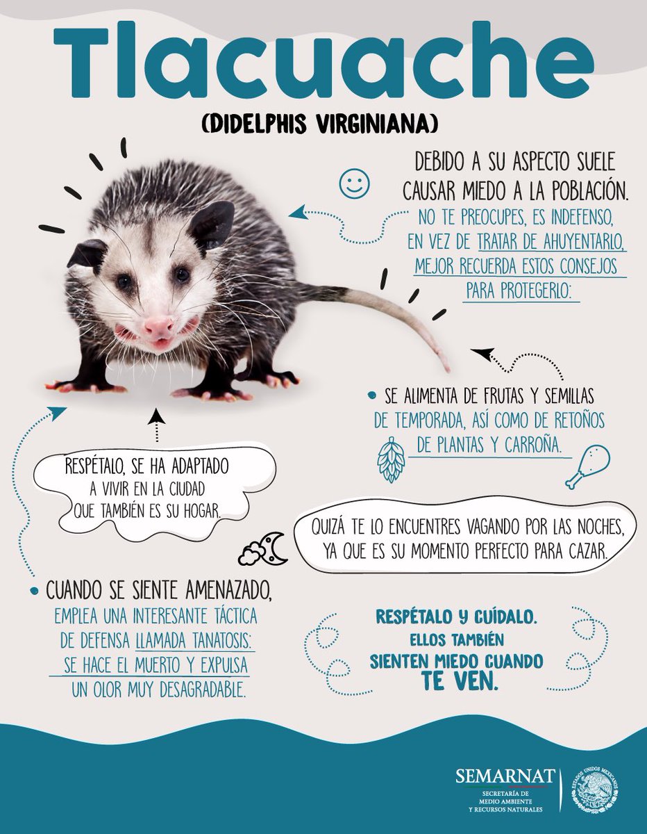 cousunam's tweet photo. ¡Los tlacuaches no son una plaga! ¡Todo lo contrario! Respétalos y cuídalos. 👇
Infografía: @SEMARNAT_mx https://t.co/R7KqlaquAZ