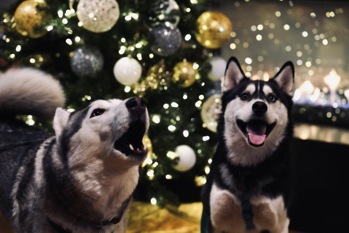 I photographed resident’s pets at a holiday party last night! Look at these professional models #DogsofTwittter