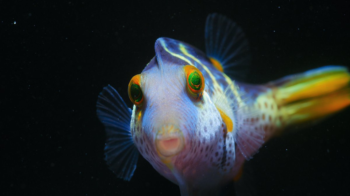 Netflix Family tweet media