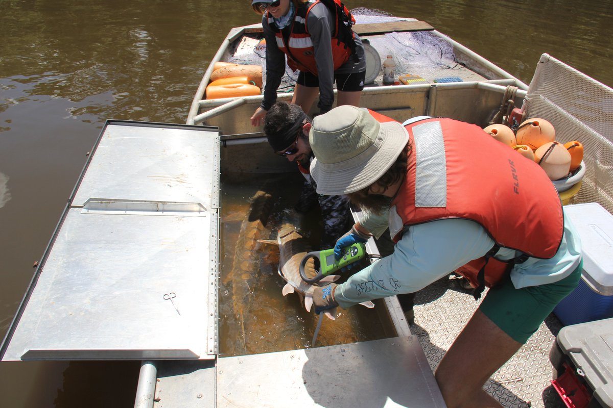 'Restoring Prehistoric Juvenile Gulf Sturgeon from LA to FL’ -- Members of the @FLCFWRU are part of large-scale study assessing Gulf Sturgeon population dynamics within seven river systems: rb.gy/eopskm

<a href="/USGSCoopUnits/">USGSCoopUnits 🐾 🎣</a> <a href="/CarlsonFishLab/">Andrew K. Carlson</a> <a href="/bmgstudio21/">Bethany Gaffey</a> <a href="/tycoleman_/">Tyler Steven Coleman</a>