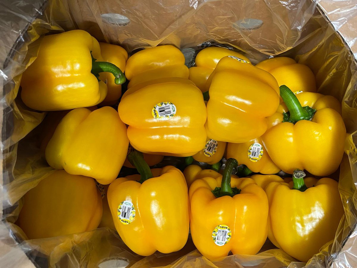 TripleHProduce's tweet photo. Some of the most versatile vegetables in the kitchen, #bellpeppers are super fun to eat with vibrant colors orange, green, yellow, or red 🧡 💛 💚🚛💨
#QuoteNow
📲 956-782-5128
📧 sales@tripleh.com.mx
📍 #Miami, FL
#TripleHProduce #FreshProduce #NowInSeason #SweetPeppers
9 min https://t.co/gfrrIDPUt9