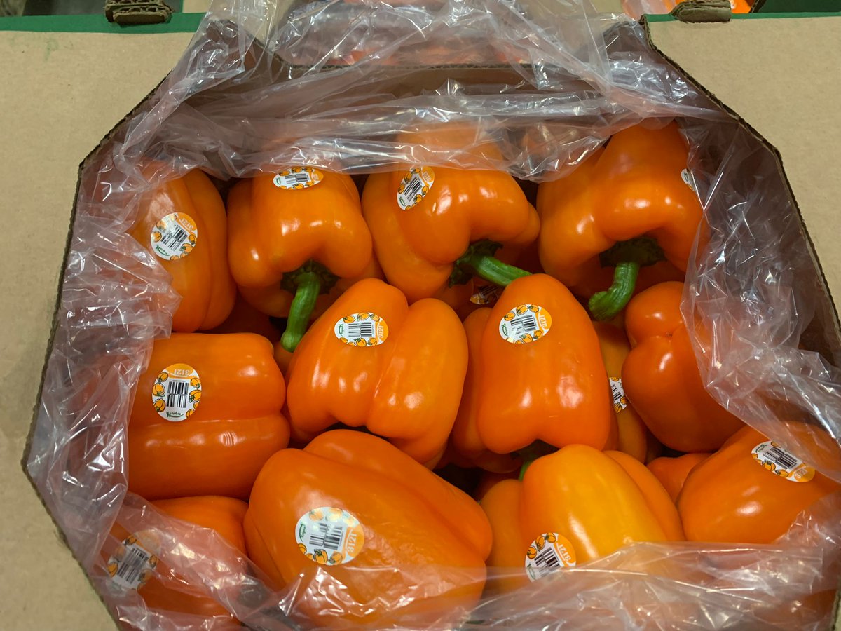 TripleHProduce's tweet photo. Some of the most versatile vegetables in the kitchen, #bellpeppers are super fun to eat with vibrant colors orange, green, yellow, or red 🧡 💛 💚🚛💨
#QuoteNow
📲 956-782-5128
📧 sales@tripleh.com.mx
📍 #Miami, FL
#TripleHProduce #FreshProduce #NowInSeason #SweetPeppers
9 min https://t.co/gfrrIDPUt9