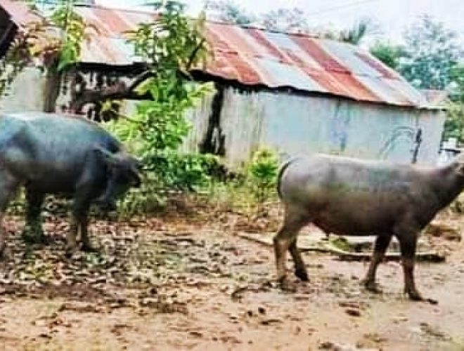 Dua Ekor Kerbau ‘Tumbal’ Kemenangan Adipati-Ali Rahman dlvr.it/SFRk5r