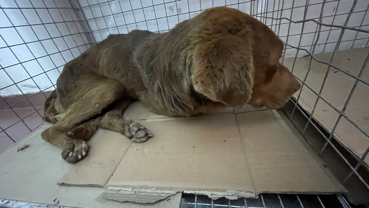 MarianoOses's tweet photo. Polacoooooooo

Ya lo tenemos en la vet
Se llama TOM
tuvo moquillo nervioso https://t.co/1XkSA4RUcd