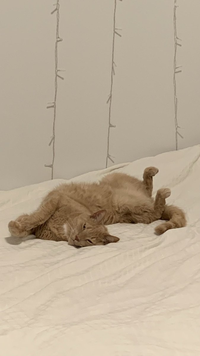 whittymegan's tweet photo. @shawarmastan He’s the love of my life 🥺 https://t.co/6ZF56x8vVW
