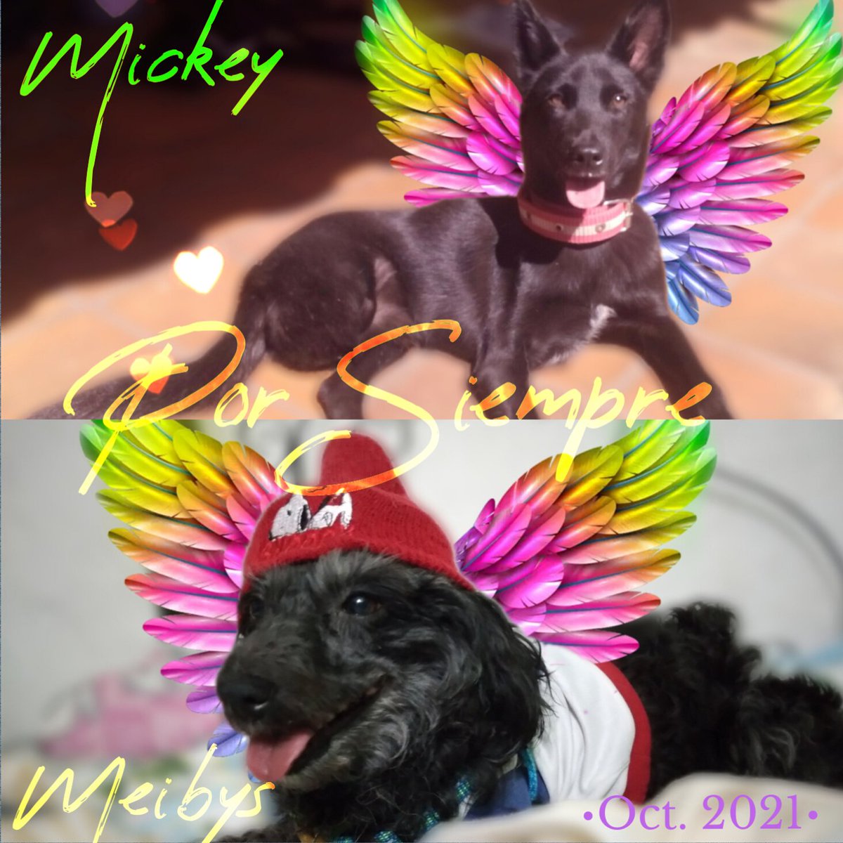 SOS Fauna Mérida tweet media