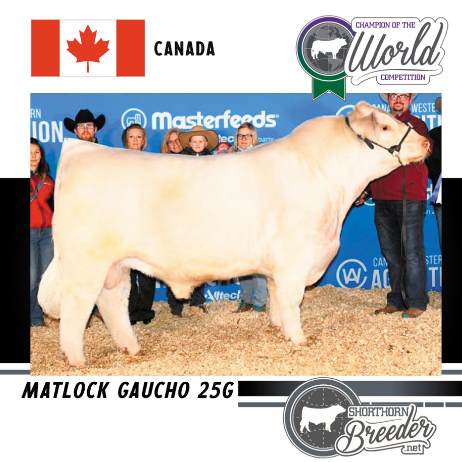 A_FOXSMITH's tweet photo. Congrats to my brother Justin Fox &amp; wife Chelsie.  Their Gaucho 25G bull purchased as a bull calf from Matlock Farms, they've raised on their family stock and feed farm near Elrose Sk, has been declared 2021 Champion Shorthorn of the World #familyfarm #FoxTailLivestock #CDNProud https://t.co/h4lRnEm88k