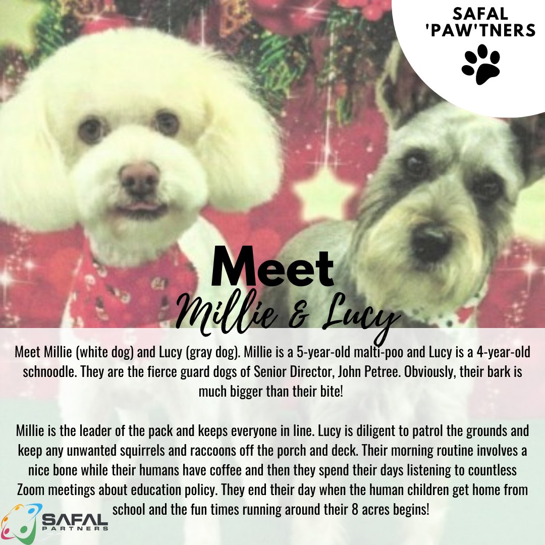 SafalPartners's tweet photo. Allow us to introduce you to Senior Director John Petree's sweet pups, Millie and Lucy! 

#SafalPartners #SafalPawtners #dogdad #dogparents #doglife https://t.co/Ktlp7SMgLN