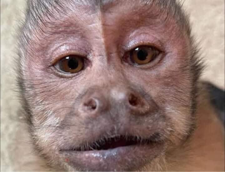 Cuando por fin se va a sentar en tu cara y le ves un pedacito de papel