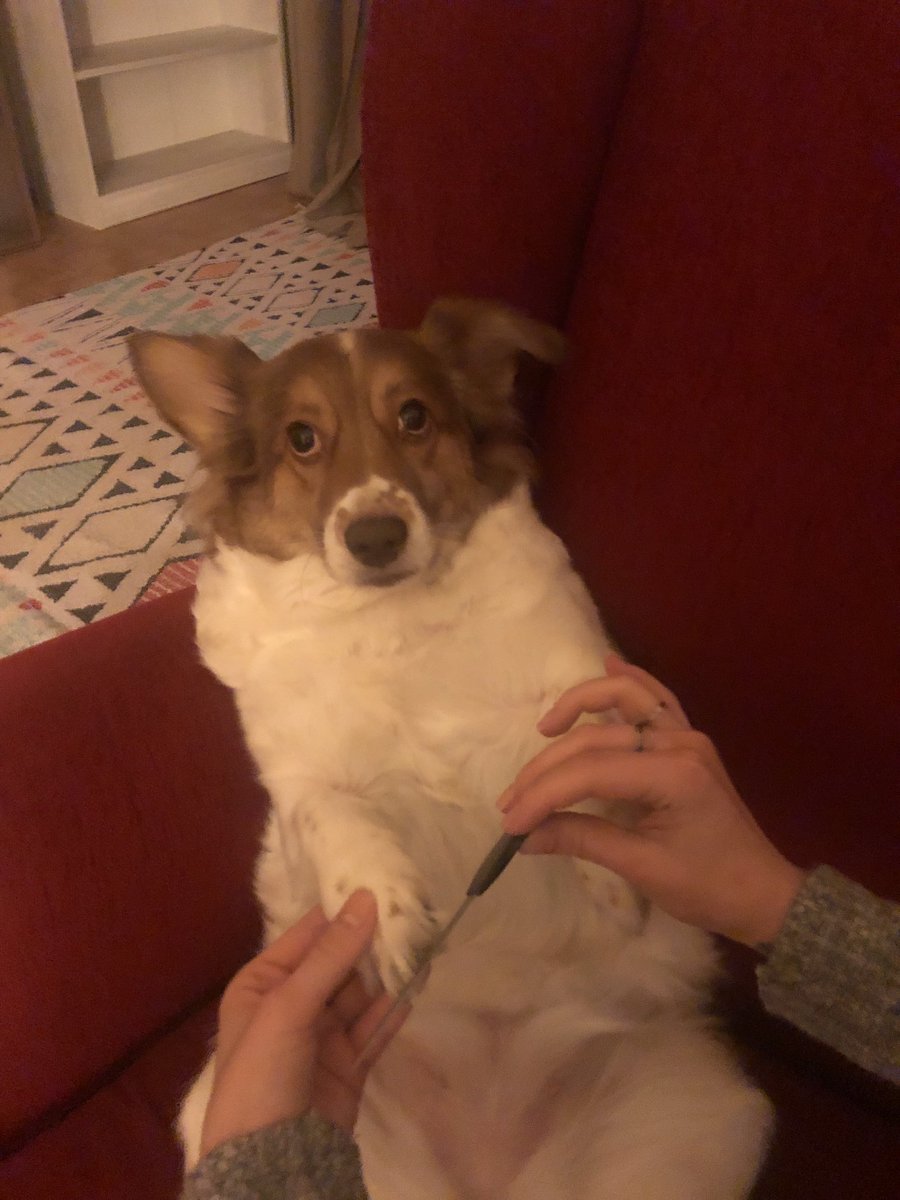 Patikür