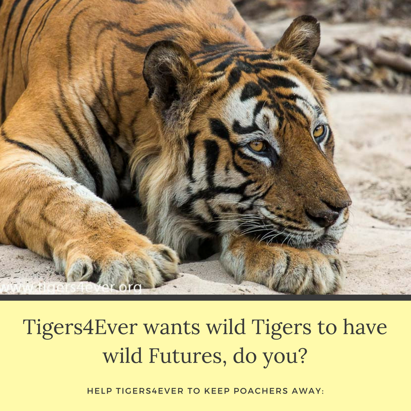 Reports on Saving Bandhavgarh's Wild Tigers from Poachers - GlobalGiving